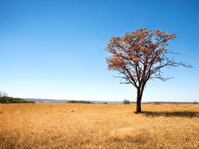 Cerrado bioma