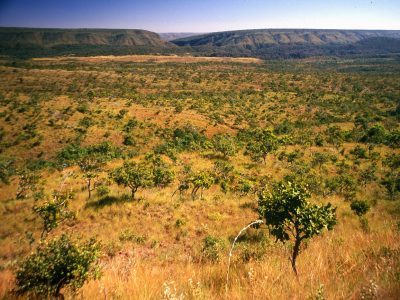 cerrado-vegetacao